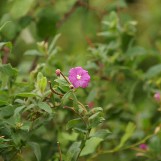 Epilobium hirsutum [photo credit: bramblejungle www.flickr.com Great Willowherb (Epilobium hirsutum) via photopin creativecommons.org/licenses/by-nc/2.0]