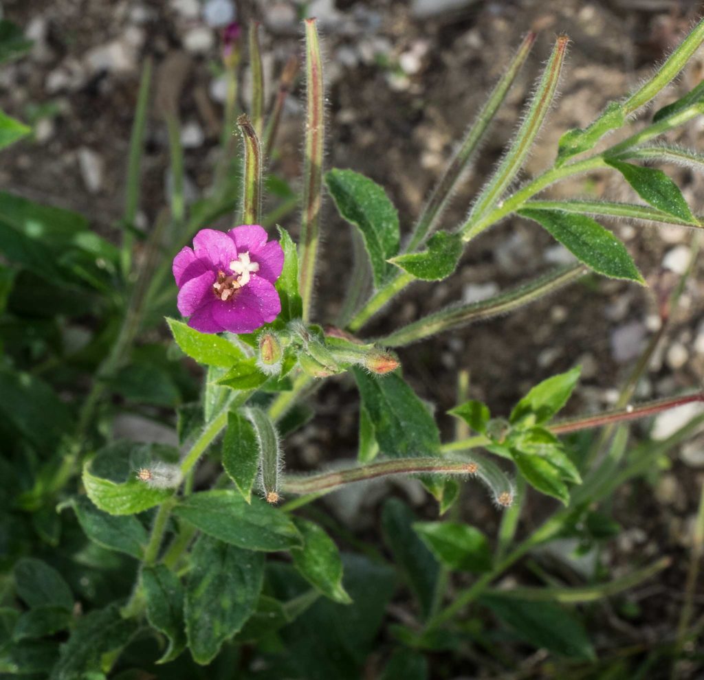 Epilobium, epilobio