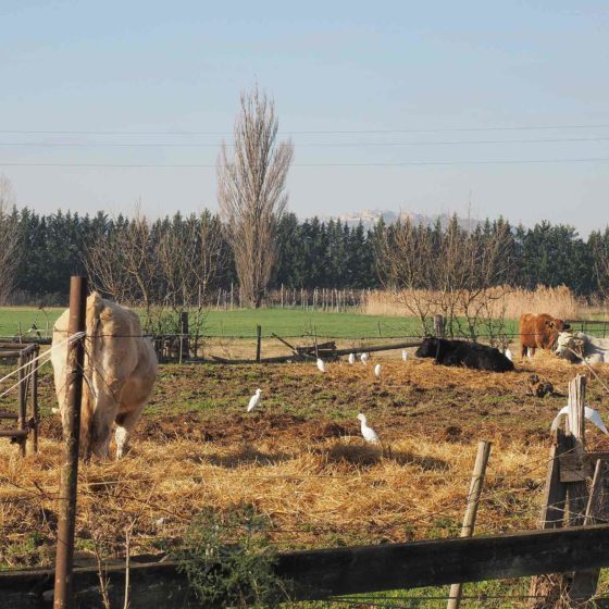 Aironi guardabuoi in Valle Umbra Tra Pietrarossa e Cannaiola