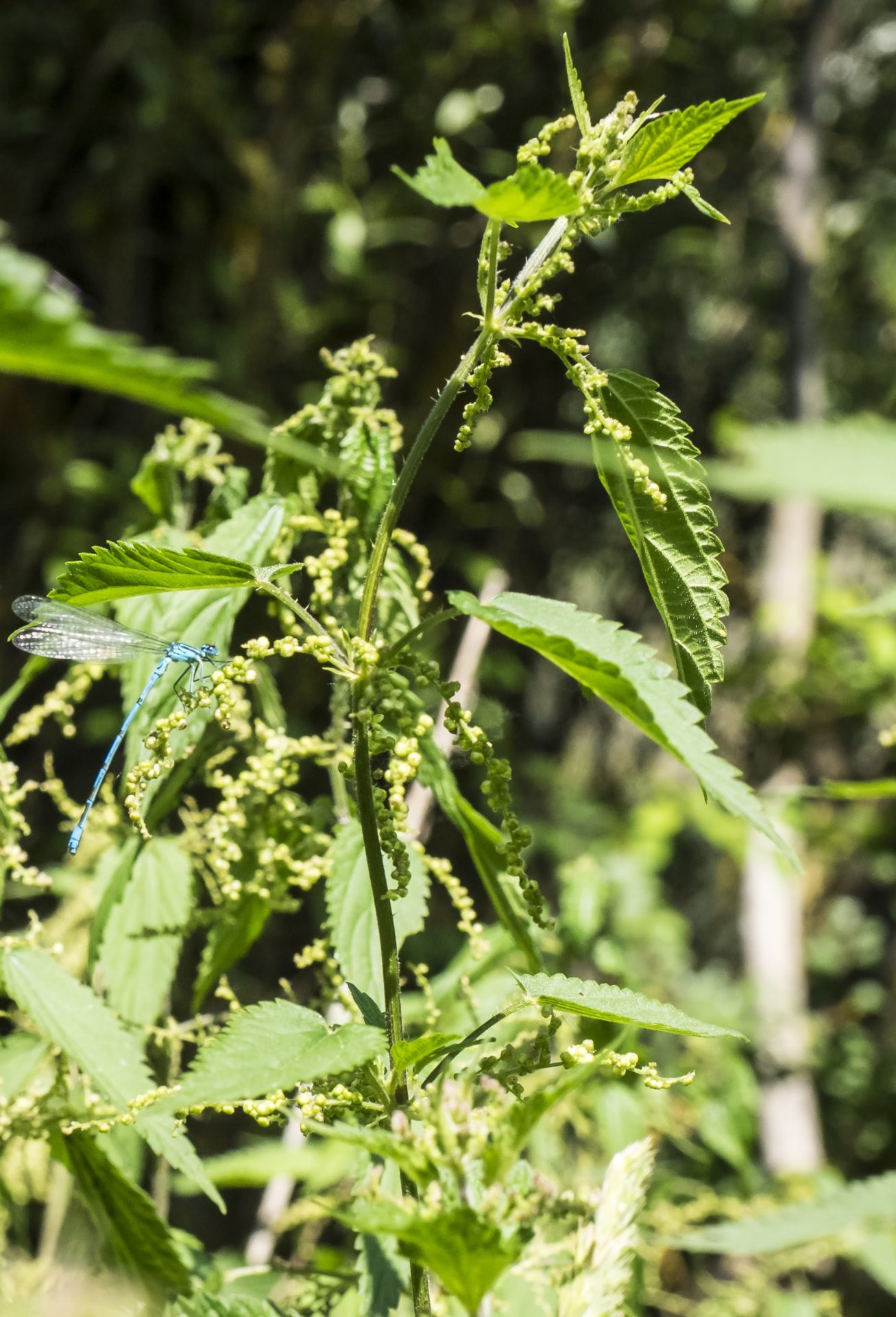 Coenagrion puella – damigella azzurrina comune, azzurrina comune