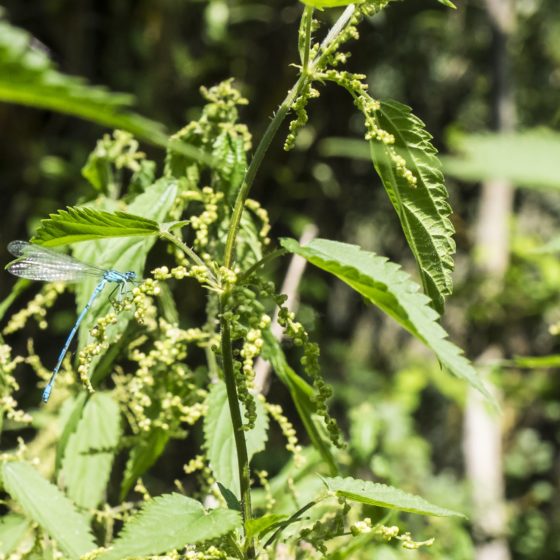 La damigella Coenagrion puella, Libellula azzurrina [foto di Giampaolo Filippucci & Tiziana Ravagli]