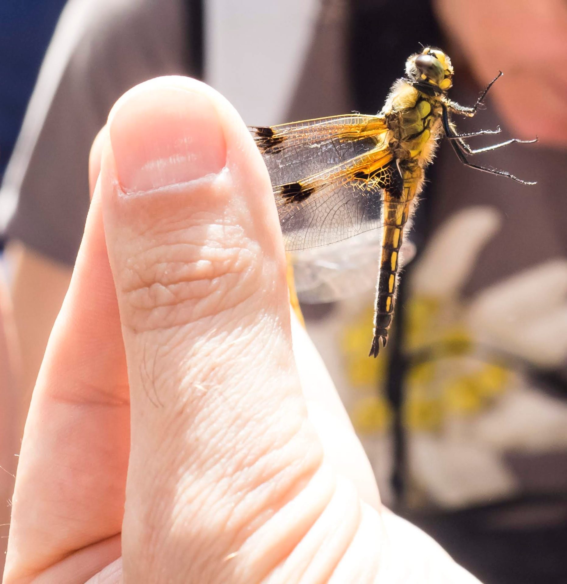 Libellula quadrimaculata – libellula quadrimacchiata, dragone quadrimacchiato