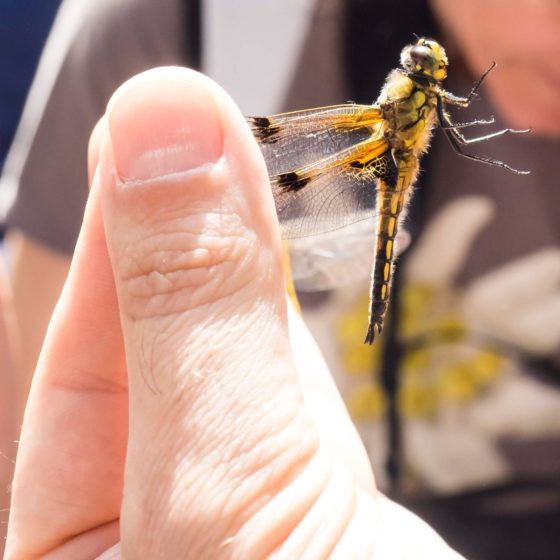 Libellula quadrimaculata - Colfiorito [foto di Giampaolo Filippucci & Tiziana Ravagli, per il progetto MontagneAperte]