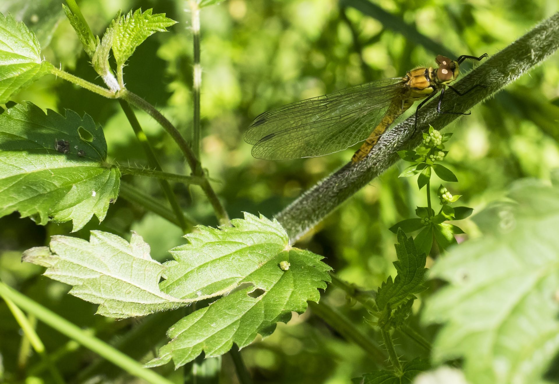 Giovane femmina appena uscita dallo stadio larvale e... dall'acqua. Questa è una fase particolarmente delicata della vita delle libellule... meglio non toccarle! [foto di Giampaolo Filippucci & Tiziana Ravagli, per il progetto MontagneAperte]