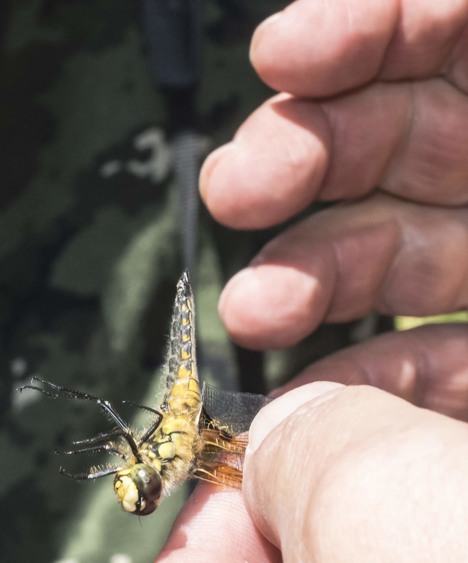 Libellula quadrimaculata - Colfiorito [foto di Giampaolo Filippucci & Tiziana Ravagli, per il progetto MontagneAperte]