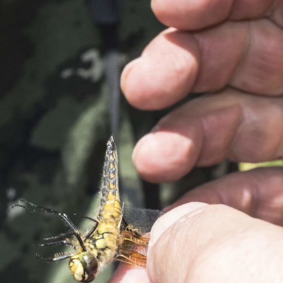 Libellula quadrimaculata - Colfiorito [foto di Giampaolo Filippucci & Tiziana Ravagli, per il progetto MontagneAperte]