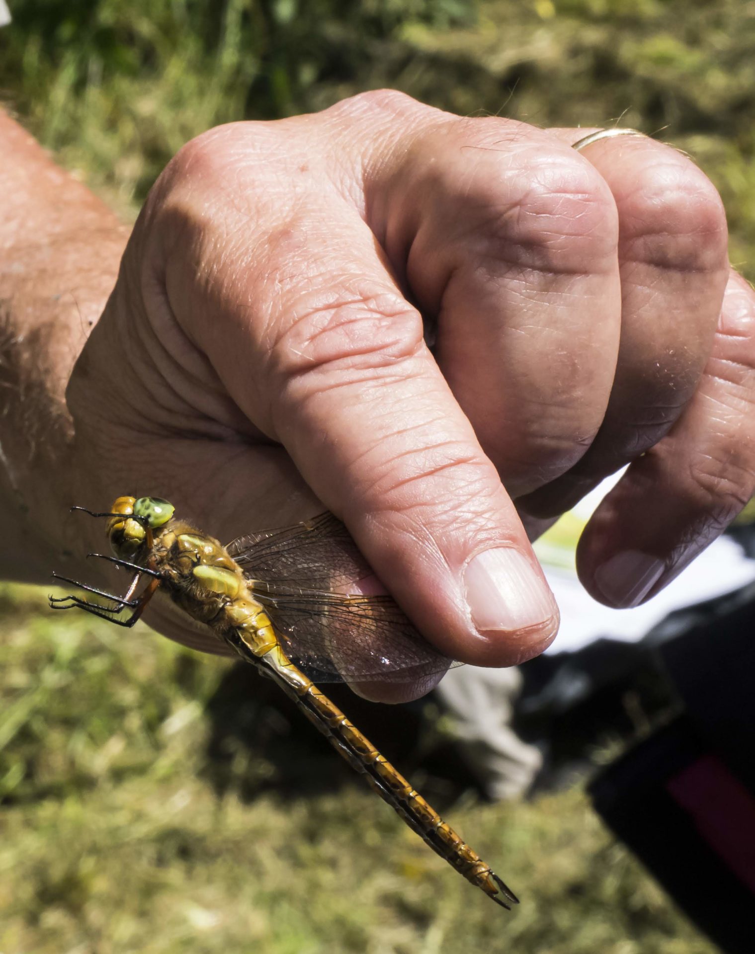 DRAGONFLY OCCHIVERDI (Aeshna isosceles)- Colfiorito [foto di Giampaolo Filippucci & Tiziana Ravagli, per il progetto MontagneAperte]