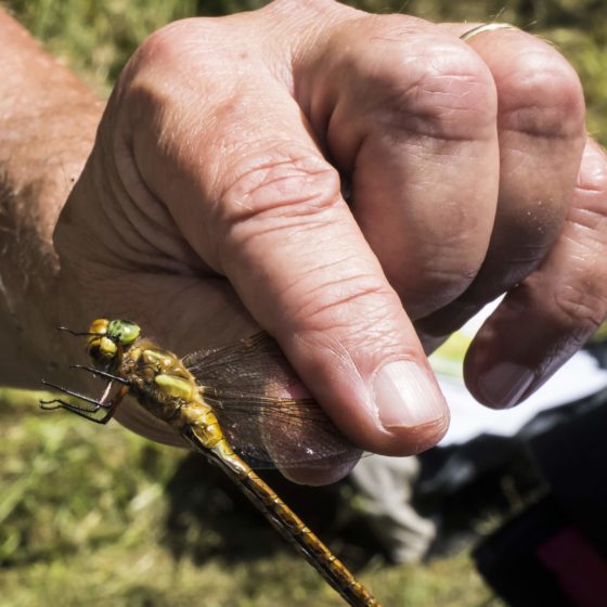 DRAGONFLY OCCHIVERDI (Aeshna isosceles)- Colfiorito [foto di Giampaolo Filippucci & Tiziana Ravagli, per il progetto MontagneAperte]