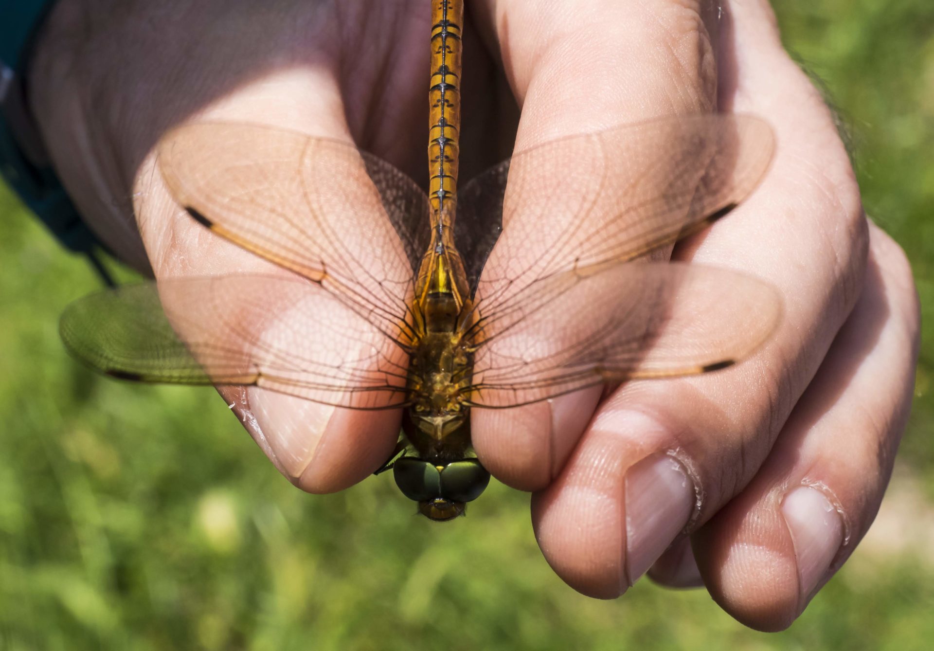 DRAGONFLY OCCHIVERDI (Aeshna isosceles)... occhi che più verdi non si può... Occhi grandi che si toccano, ali aperte perpendicolarmente all'asse del corpo, ali anteriori e posteriori differenti... Ergo? ANISOTTERI, DRAGONFLY... [foto di Giampaolo Filippucci & Tiziana Ravagli, per il progetto MontagneAperte]