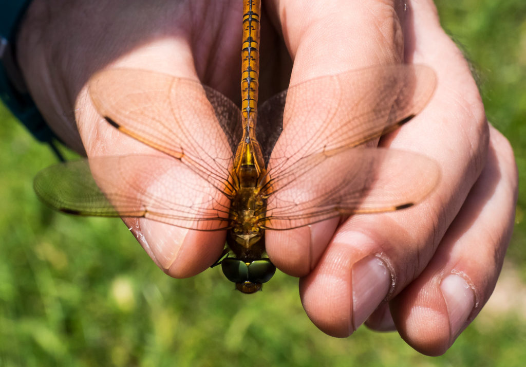 DRAGONFLY, Anisottero, Aeshna isoceles [foto di Giampaolo Filippucci & Tiziana Ravagli]