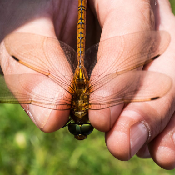 DRAGONFLY, Anisottero, Aeshna isoceles [foto di Giampaolo Filippucci & Tiziana Ravagli]