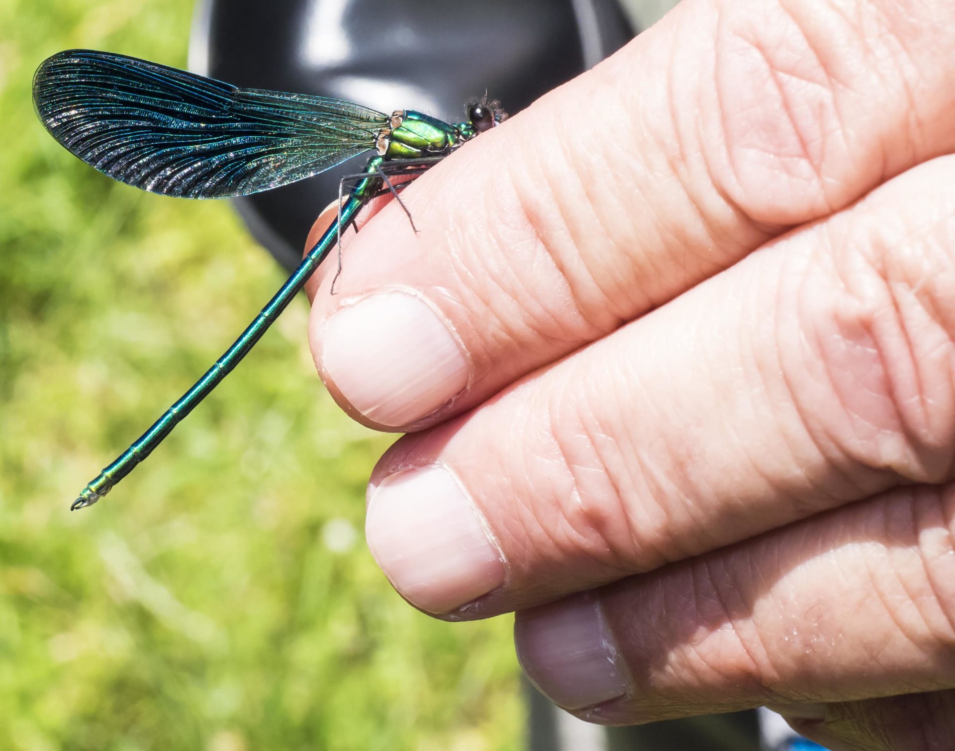 DAMIGELLA - Calopteryx splendens - Colfiorito