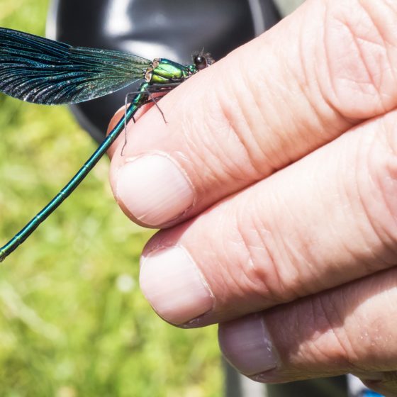 DAMIGELLA - Calopteryx splendens - Colfiorito