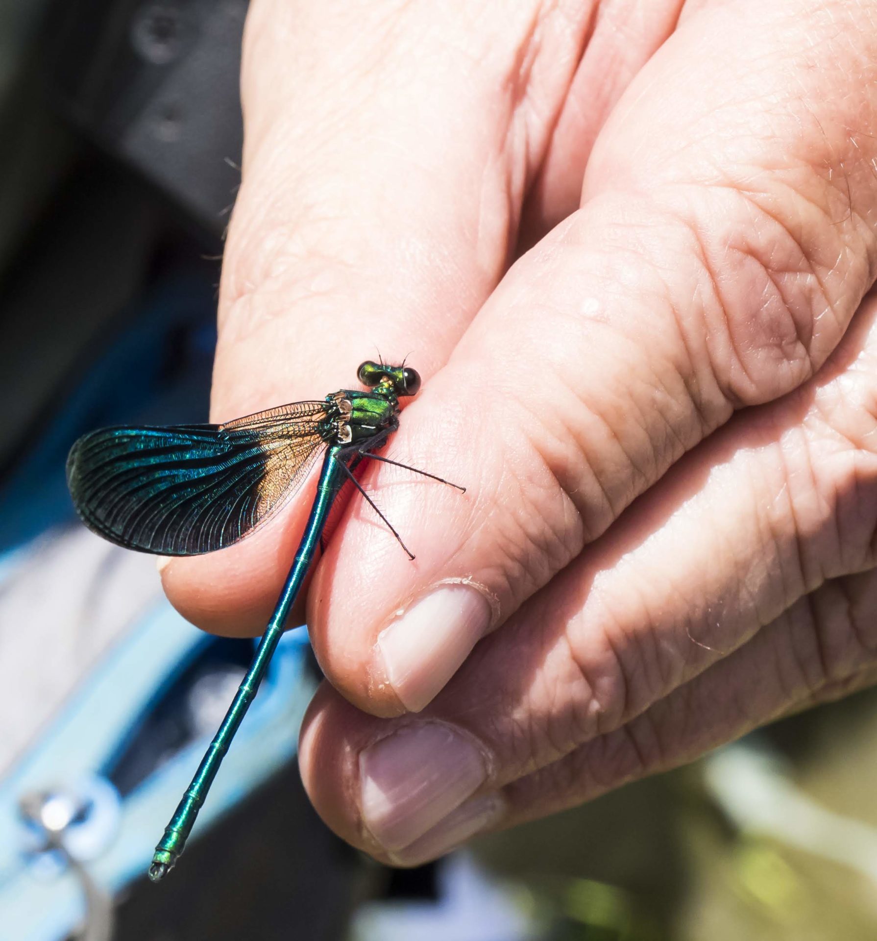 DAMIGELLA - Calopteryx splendens - Colfiorito