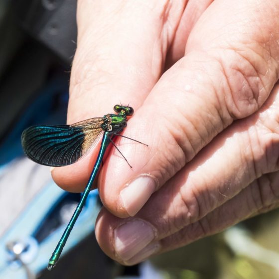 DAMIGELLA - Calopteryx splendens - Colfiorito