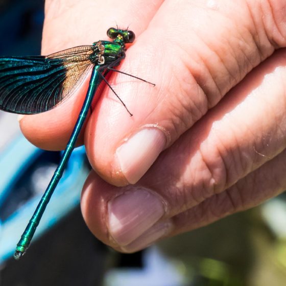 DAMIGELLA, Zigotteri, Calopteryx splendens [foto di Giampaolo Filippucci & Tiziana Ravagli]