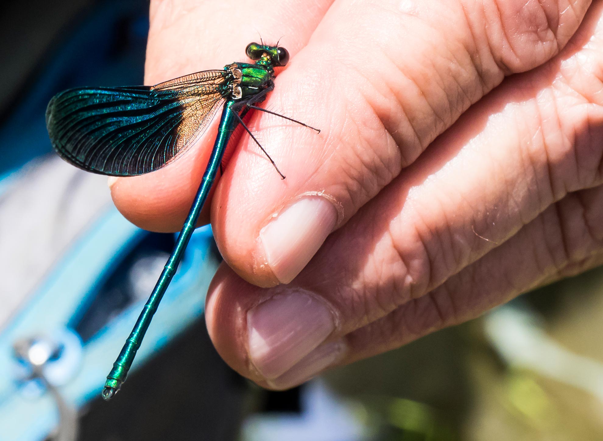 DAMIGELLA, Zigotteri, Calopteryx splendens [foto di Giampaolo Filippucci & Tiziana Ravagli]