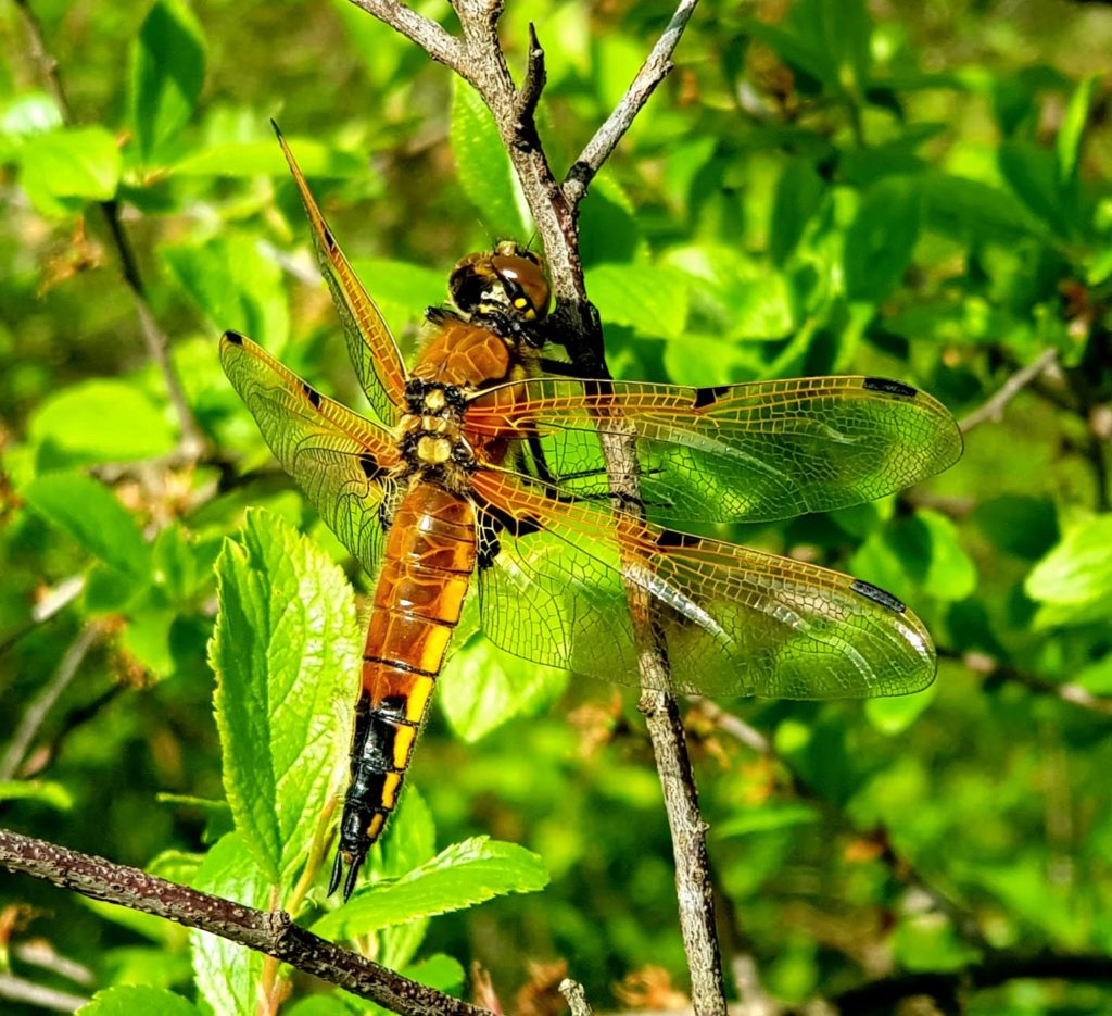 Libellula quadrimaculata - Colfiorito, 4 maggio 2019 [foto di Giampaolo Filippucci & Tiziana Ravagli]