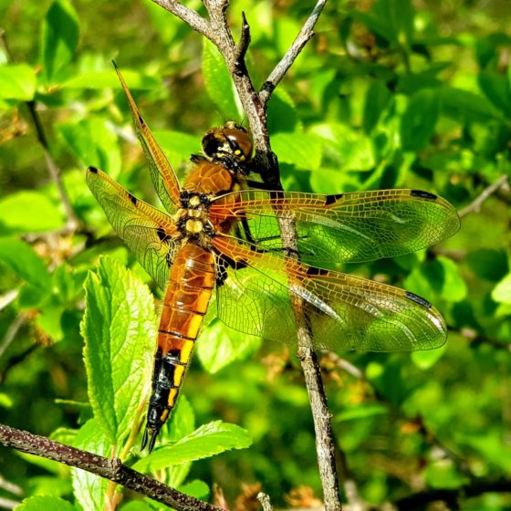 Libellula quadrimaculata - Colfiorito, 4 maggio 2019 [foto di Giampaolo Filippucci & Tiziana Ravagli]