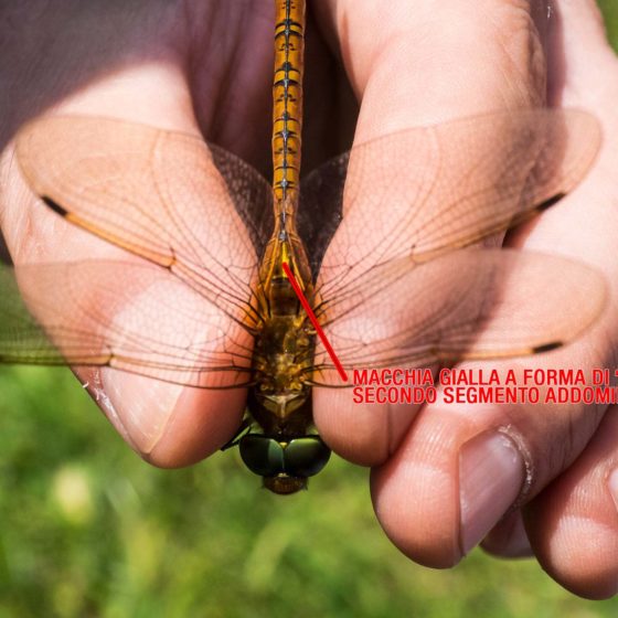 Macchia gialla a forma di 'T'