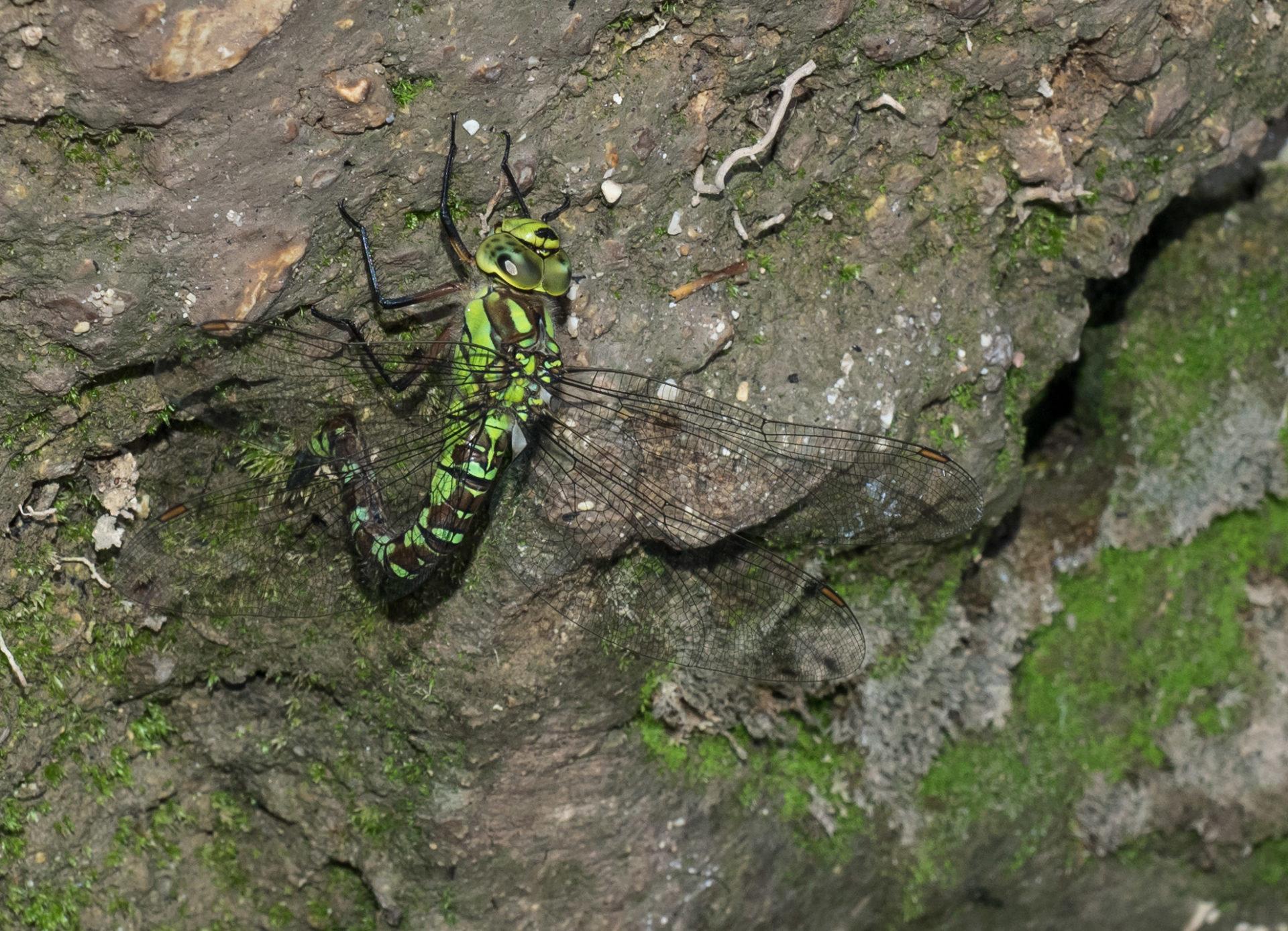 Aeshna cyanea - dragone verdeazzurro