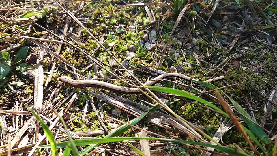 Un orbettino a Trevi, Valle Migiana, 27 ottobre 2019, foto di Biancarita Eleuteri