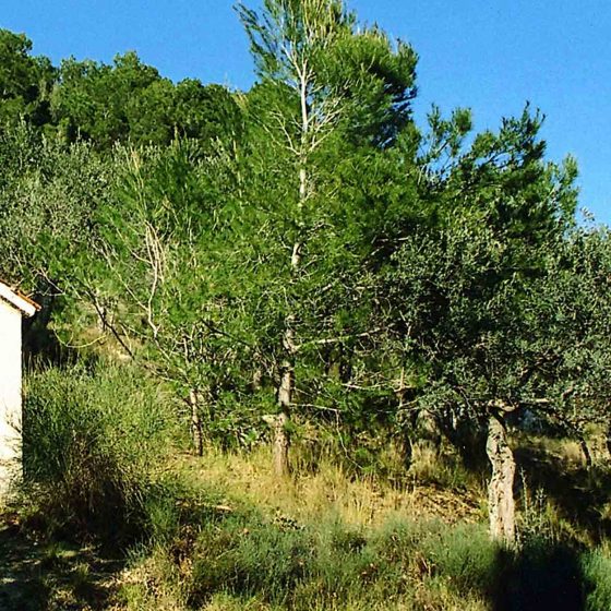 Trevi - Matigge, Monte di Matigge (Pineta) [TRE350]