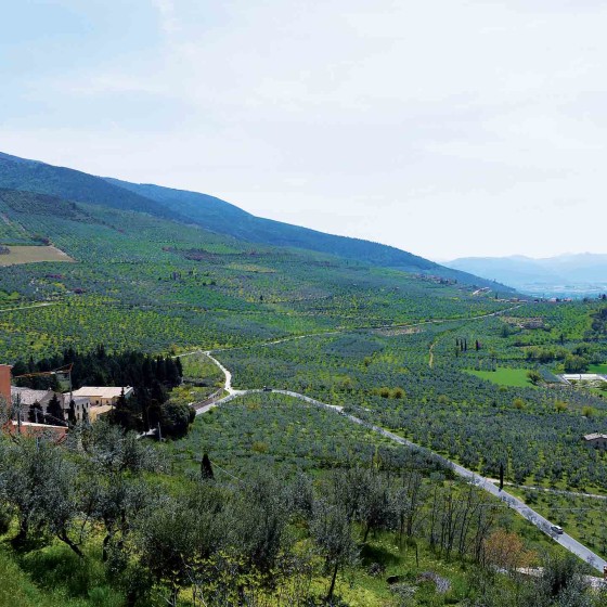 Il paesaggio olivetato a Trevi