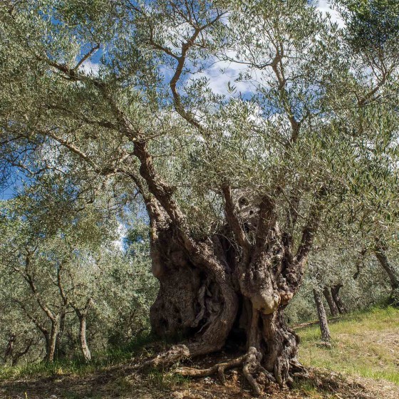Olivo – Trevi, Pigge, La Cura
