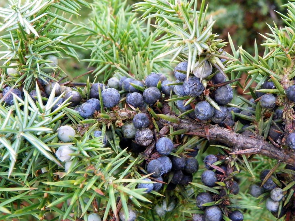 Ginepro comune [photo credit: Peter O'Connor aka anemoneprojectors www.flickr.com/photos/58414938@N00/26778789231 Common Juniper (Juniperus communis), Burnham Beeches 012via photopin creativecommons.org/licenses/by-sa/2.0/]