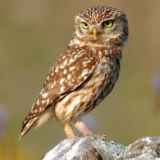 Athene noctua, civetta [photo credit: www.flickr.com/photos/ 14829735@N00/7092835215 Κουκουβάγια: Athene noctua (Little Owl) by Trebol-a, modified by Stemonitis via photopin creativecommons.org/ licenses/by/2.0]