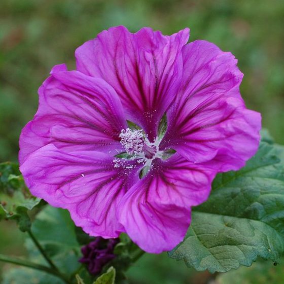 Malva [foto di Belladonna2 Opera propria, da wikimedia CC BY 3.0, commons.wikimedia.org/w/index.php?curid=17684100]