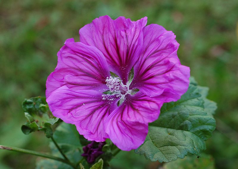 Malva [foto di Belladonna2 Opera propria, da wikimedia CC BY 3.0, commons.wikimedia.org/w/index.php?curid=17684100]