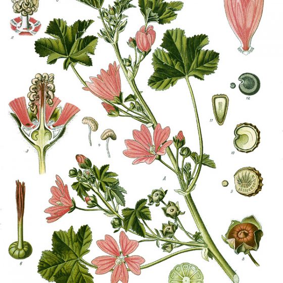 Malva silvestre - illustrazione [da wikimedia, di Köhler, F. E. (Franz Eugen) Köhler's Medizinal-Pflanzen in naturgetreuen Abbildungen mit kurz erläuterndem Texte: Atlas zur Pharmacopoea germanica, Volume 1 of 3 [1]Questa è una immagine ritoccata, il che significa che è stata modificata digitalmente dalla sua versione originale. Modifiche: background cleaned, colors adjusted. La versione originale può essere vista qui: Koeh-222-original.jpg. Le modifiche sono di CarolSpears. La versione originale può essere trovata qui. Pubblico dominio,commons.wikimedia.org/w/index.php?curid=255577]