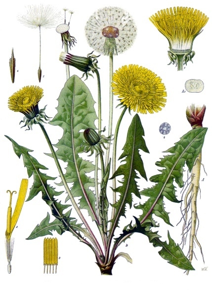 Tarassaco, tavola botanica dipinta [da wikimedia, di Franz Eugen Köhler, Köhler's Medizinal-Pflanzen - List of Koehler Images, Pubblico dominio, commons.wikimedia.org/w/index.php?curid=255466]