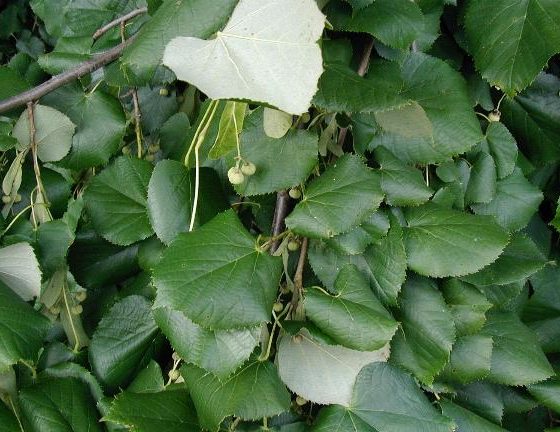 Tilia tomentosa [da wikimedia - CC BY-SA 3.0, commons.wikimedia.org/w/index.php?curid=56155]