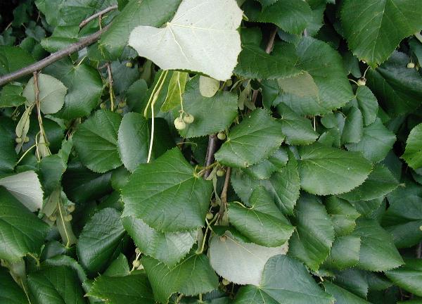 Tilia tomentosa [da wikimedia - CC BY-SA 3.0, commons.wikimedia.org/w/index.php?curid=56155]