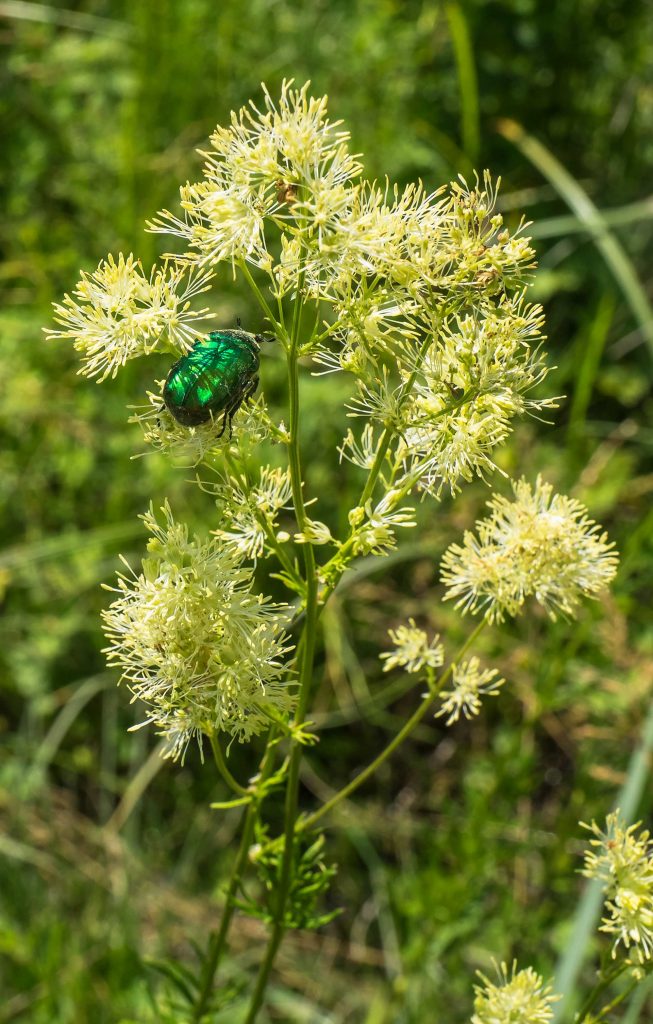 Cetonia aurata su Thalictrum simplex, lago Ventina (al confine tra Terni e Rieti)