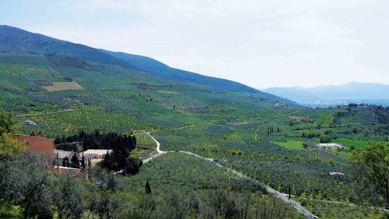 Il paesaggio olivetato a Trevi