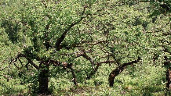 I castagneti di Manciano