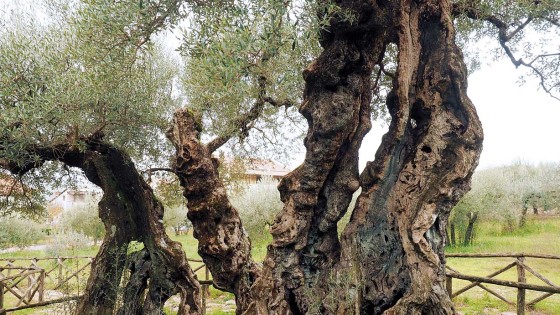 Olivo – Trevi, Bovara, Corciano (o Carpiano) – olivo di Sant’Emiliano