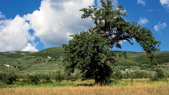 Roverella – Trevi, Bovara, via Fondaccio (2)