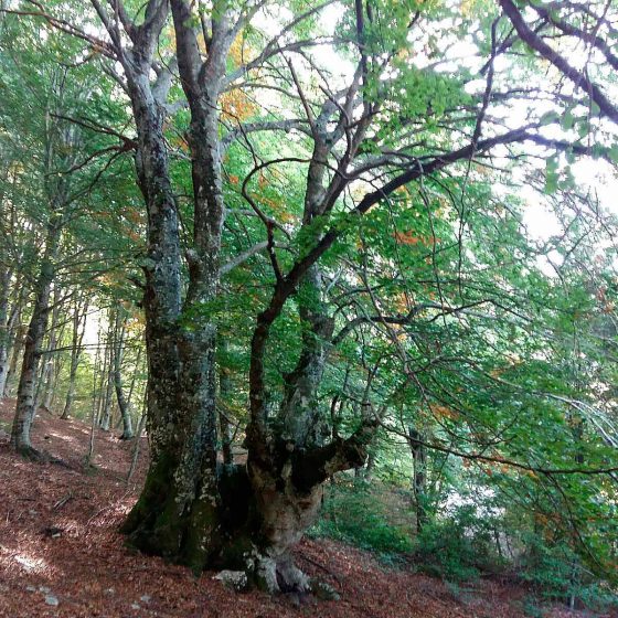 Faggio, faggeta Casetta Ciccaglia - Foto di Giampaolo Filippucci, Tiziana Ravagli