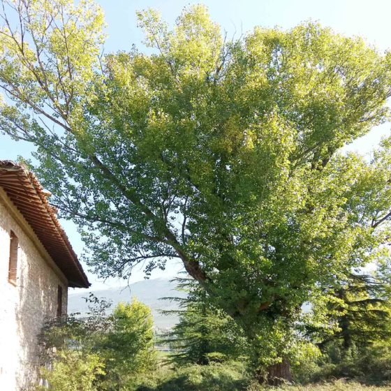 Pioppo, Trevi, Faustana, strada lungo il Marroggia, segnalato da Angelo Velatta