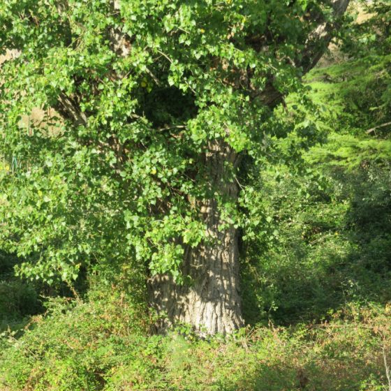 Pioppo, Trevi, Faustana, strada lungo il Marroggia, segnalato da Angelo Velatta