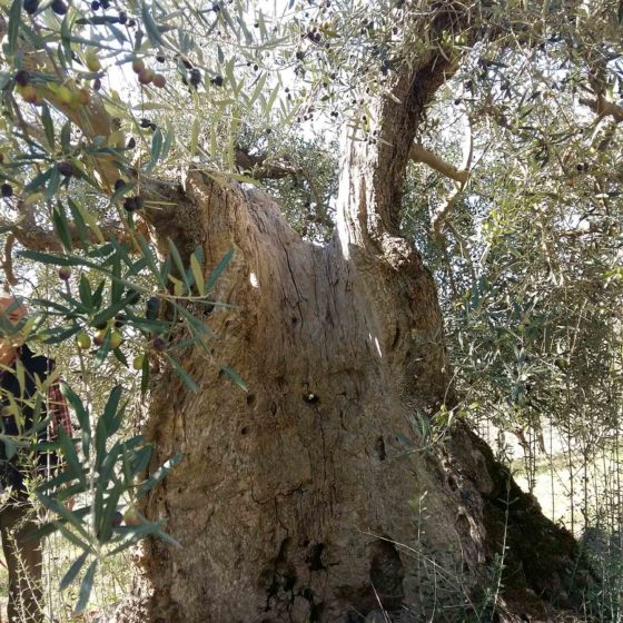 Olivo - Trevi, Pigge, Le Piatte (La Cura)