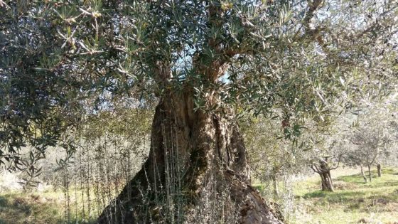 Olivo - Trevi, Pigge, Le Piatte (La Cura)