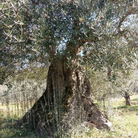 Olivo - Trevi, Pigge, Le Piatte (La Cura)