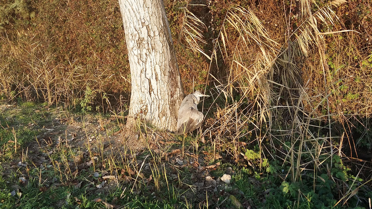 Airone grigio [foto di Domiziano Rubeca, fiume Clitunno, 1 gennaio 2016 con Samsung A5]