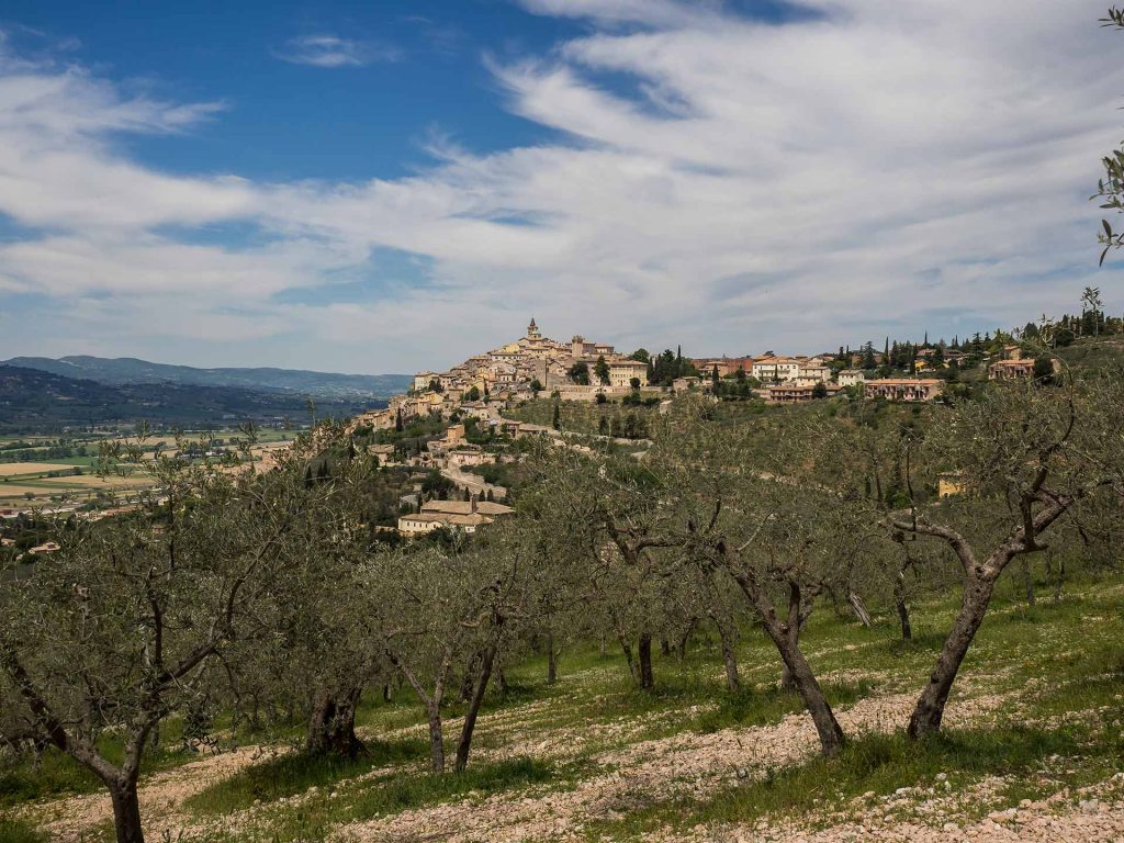 Trevi, regina tra gli ulivi